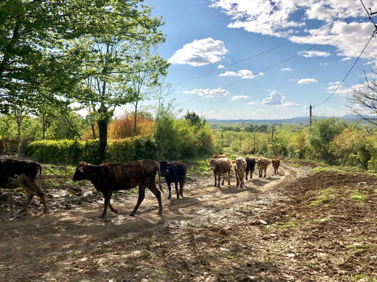 Tskaltubo Village - Nature Resort Экстерьер фото